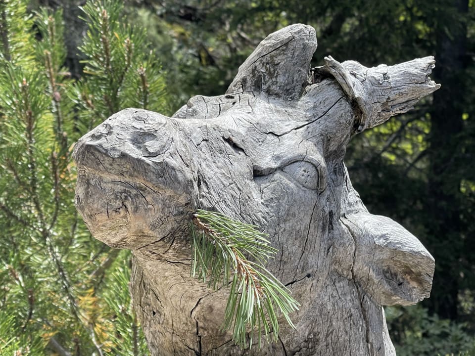 Ausblick Gartenhotel Moser