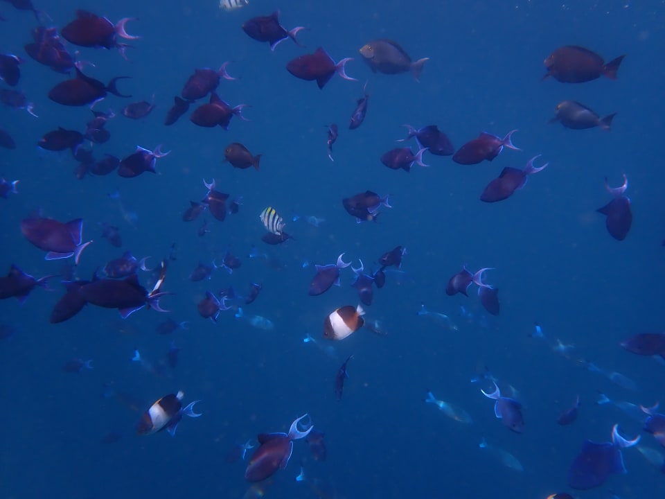 Strand NH Collection Maldives Reethi Resort