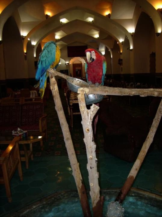 Papageien Moshir al Mamalek Garden Hotel