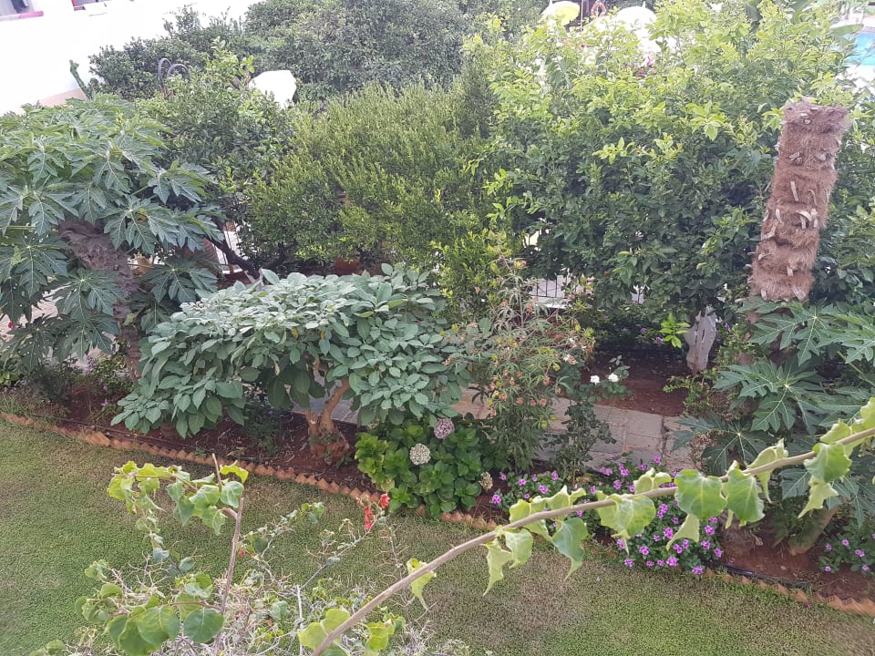 Vom Balkon Hotel Malia Holidays