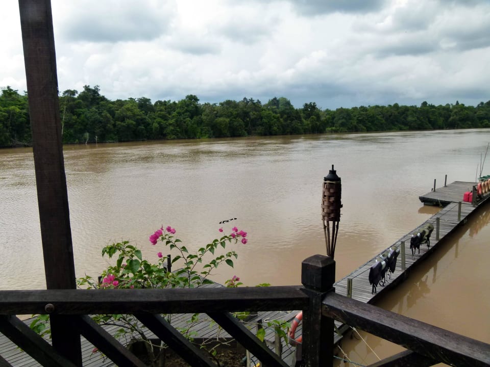 Blick von der Terrasse Hotel Sukau Rainforest Lodge
