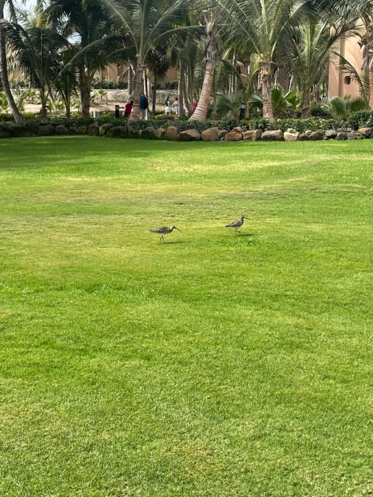 Gartenanlage Hotel Riu Cabo Verde