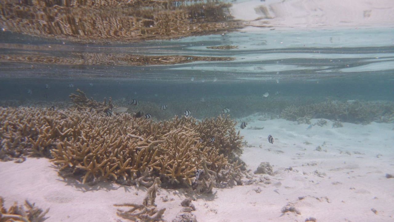 Korallengarten Adaaran Select Hudhuran Fushi - Premium All Inclusive