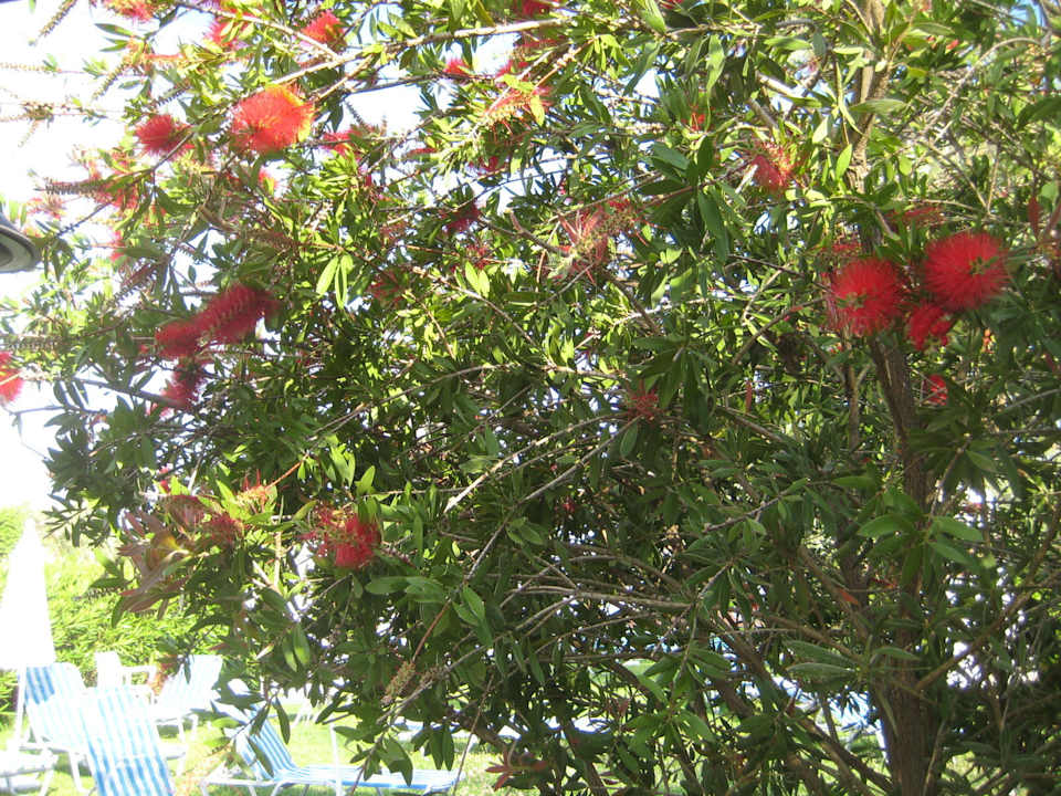 Blühende Callistemon in der Anlage Sentido Apollo Palace