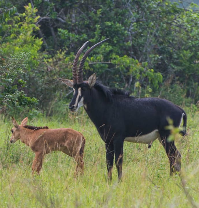 Animals in the area - Sable Antelope Shimba Hills Lodge