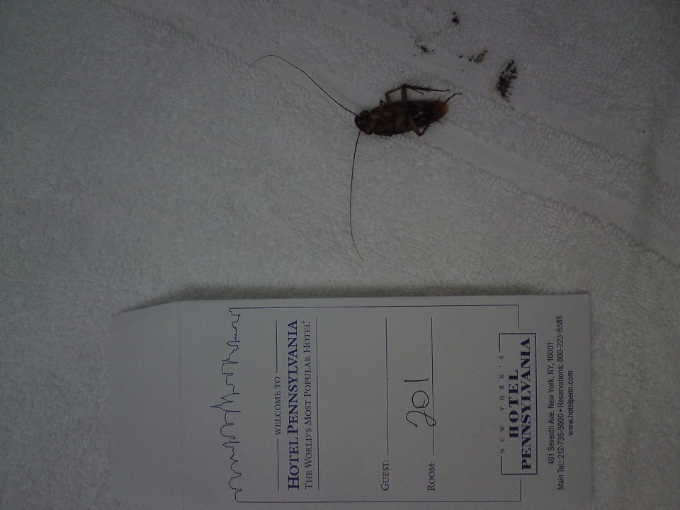 Šváb americký New York's Hotel Pennsylvania