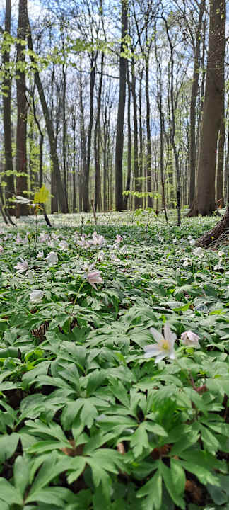 Sonstiges Ferienwohnungen Ferienpark Weissenhäuser Strand