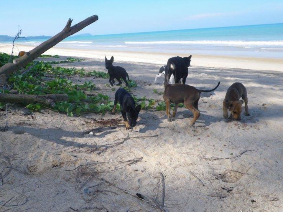 Hunde am Strand The Andamania Beach Resort & Spa