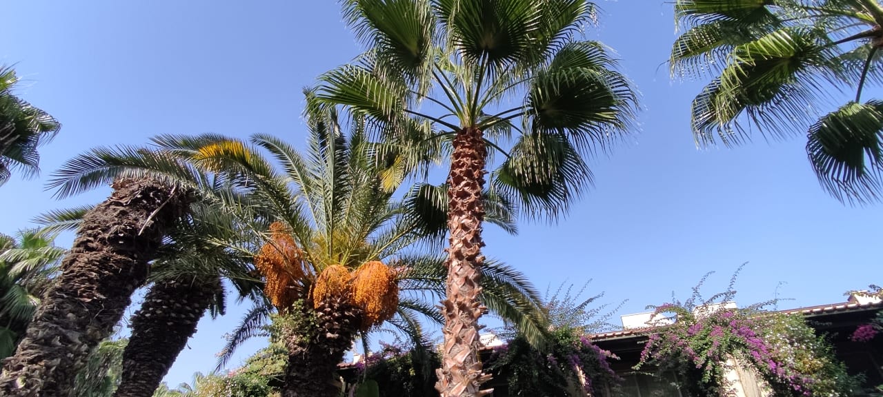 Gartenanlage Paloma Oceana