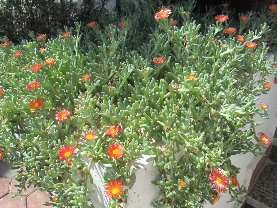 Озеленение балкончика Marlin Inn Azur Resort