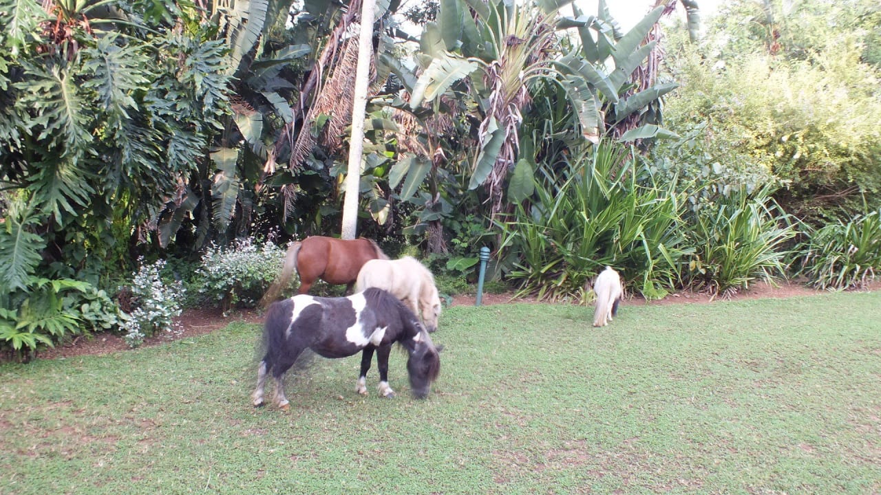 Pferde und Ponys im Garten Hotel Hamilton Parks Country Lodge