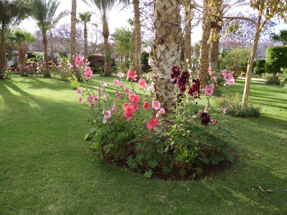 So schöne Blumen The Grand Hotel Hurghada