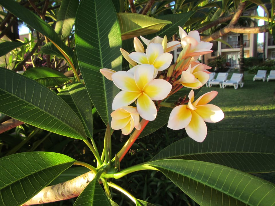 Gartenanlage Sands Suites Resort & Spa