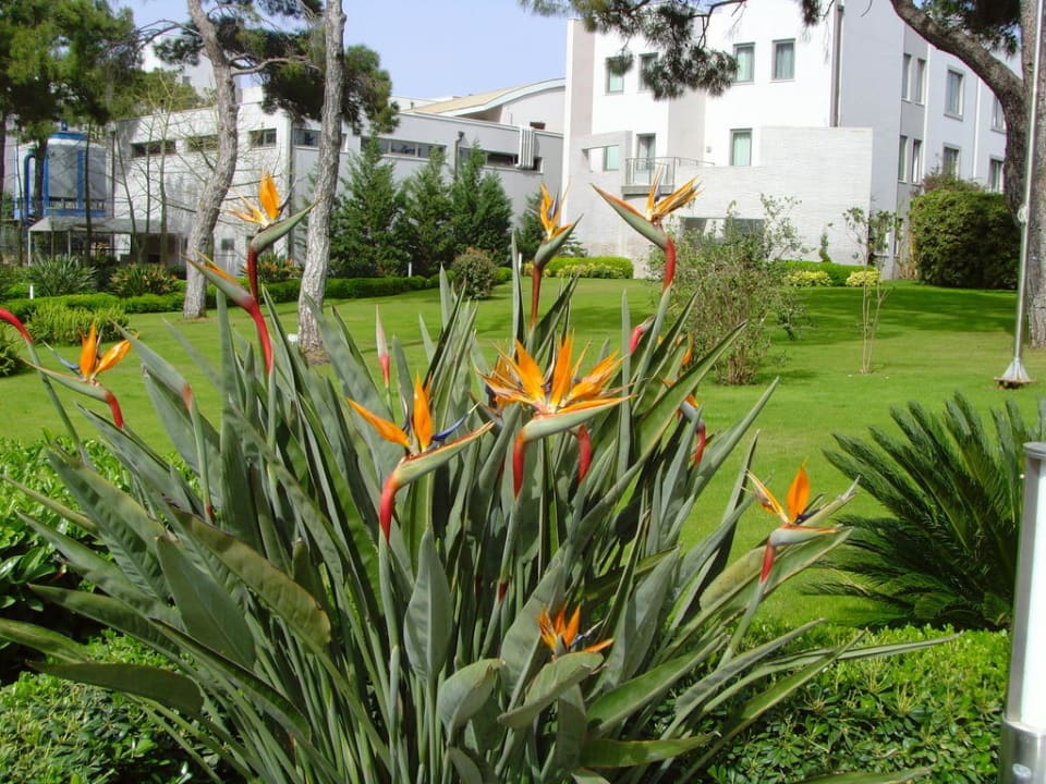 Gartenanlage Rixos Sungate