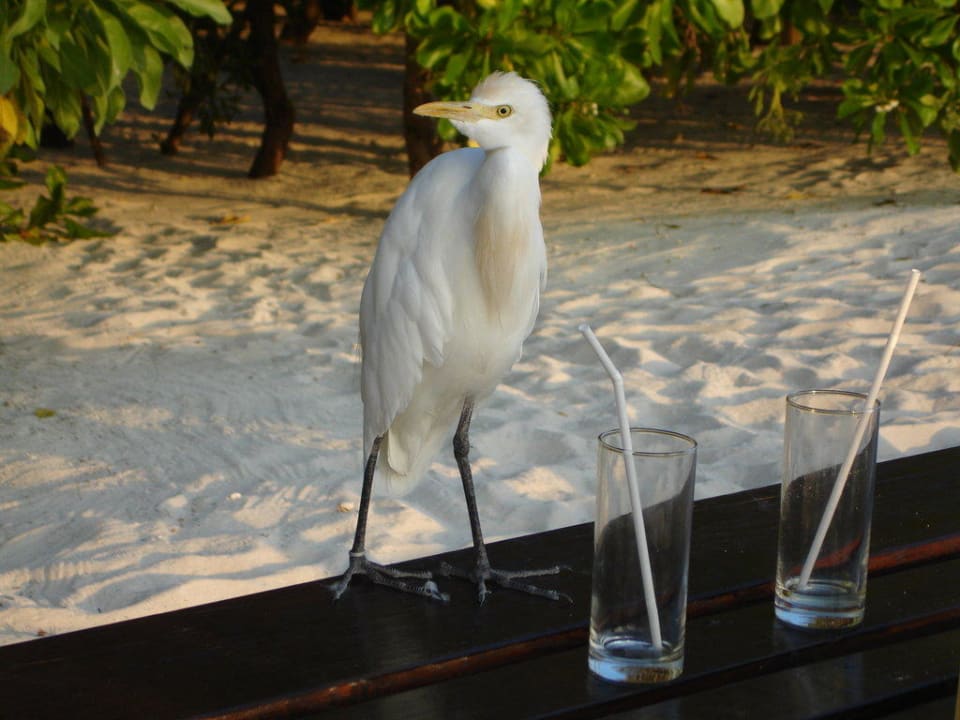 Prost! Summer Island Maldives