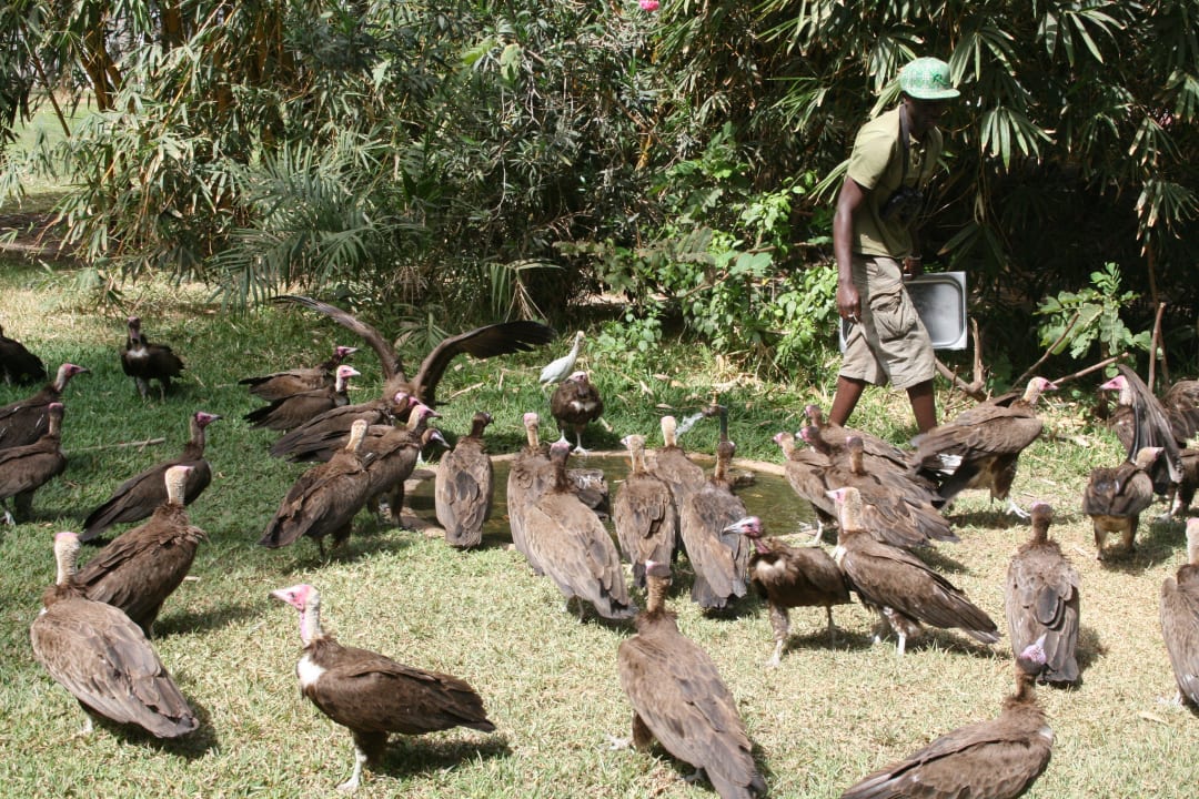 Geierfütterung 11.30 Uhr im Senegambia Beach Hotel Hotel Senegambia Beach