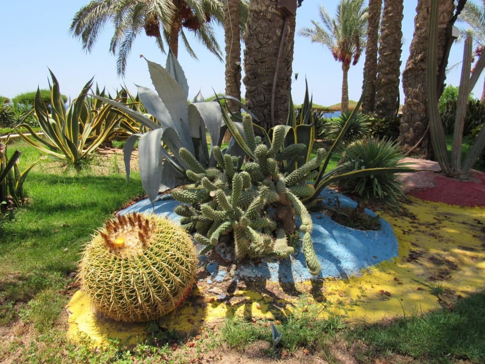 Территория Siva Sharm