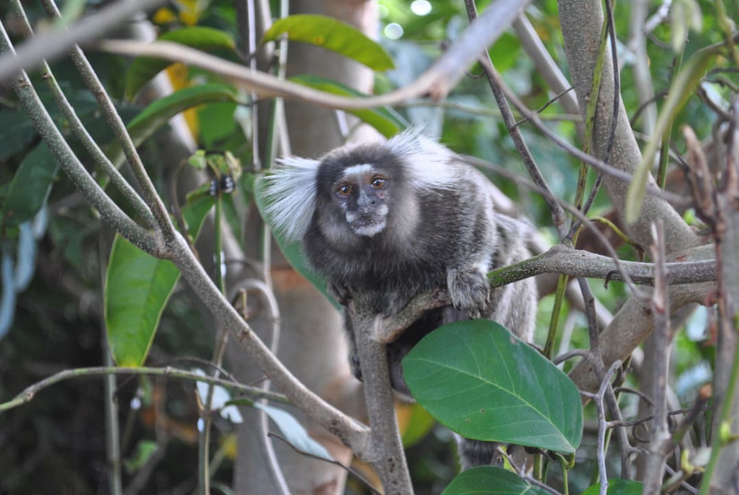 Monito Grand Palladium Imbassai Resort & Spa