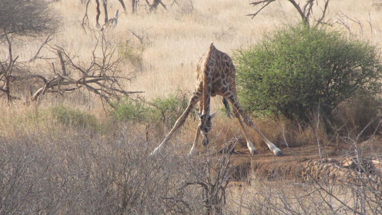 Wasserstelle Satao Elerai Camp
