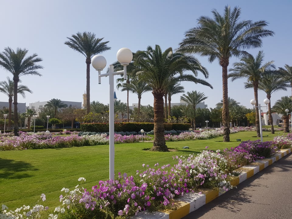 Gartenanlage Desert Rose