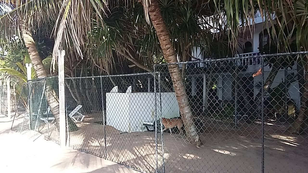 Eingezäunter Dunkler Garten Hotel Haus am Meer Wilde Ananas