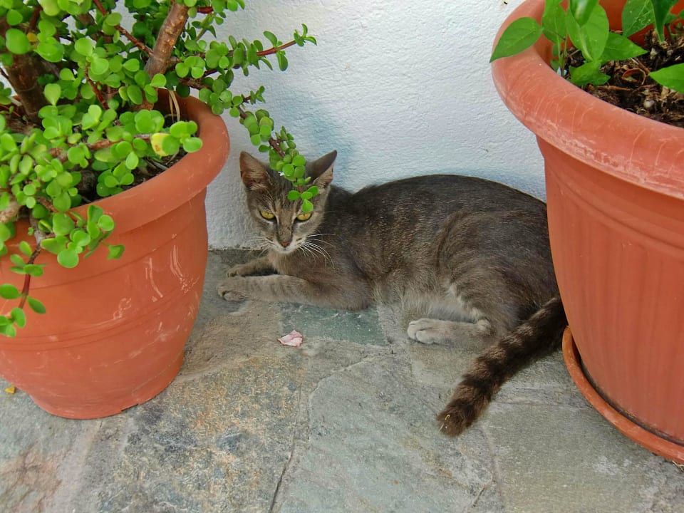 Hotelkatze Georgia Hotel