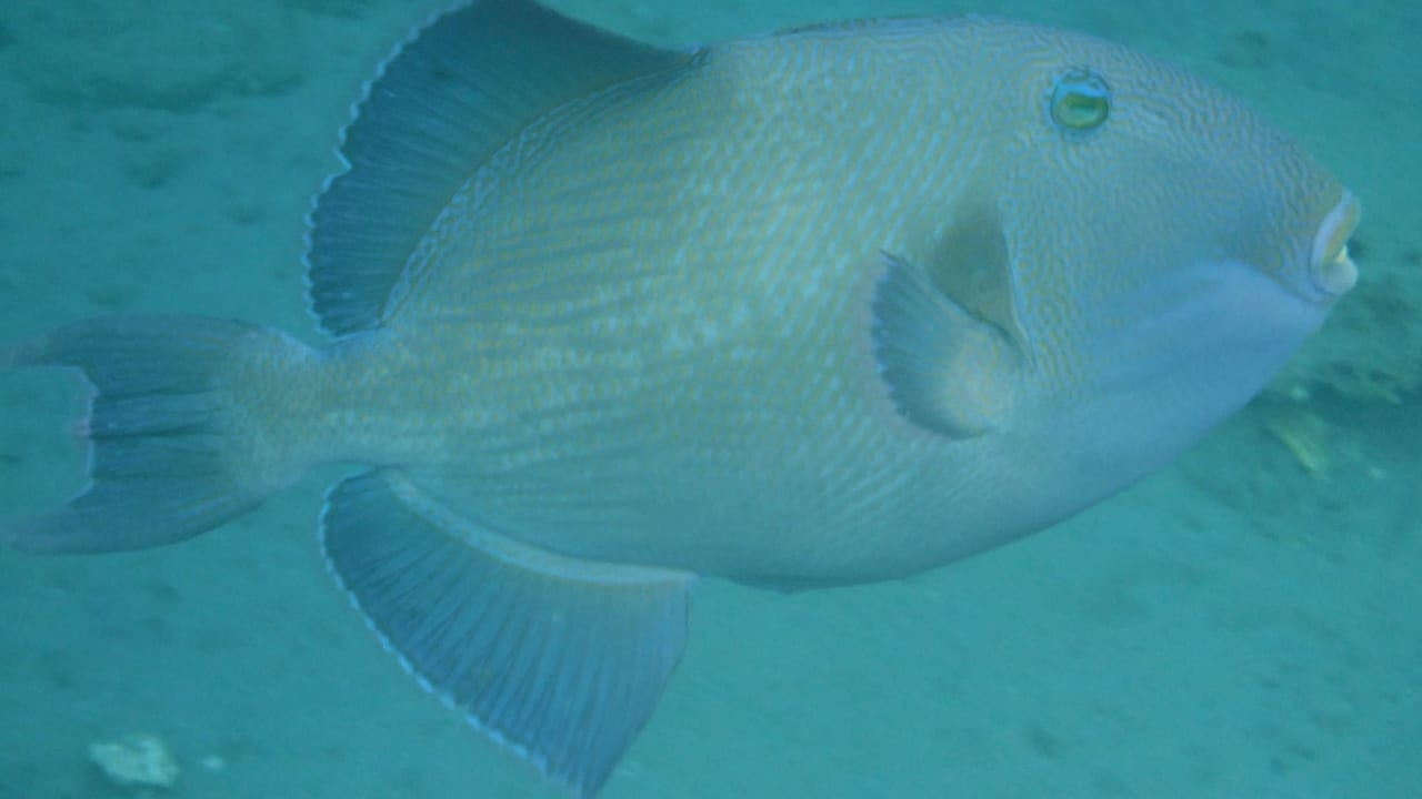 Sport & Freizeit Malikia Resort Abu Dabbab