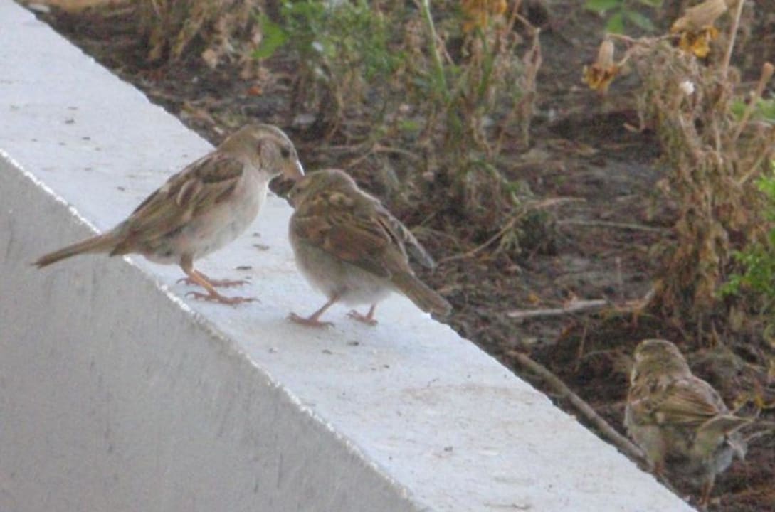 Spatzen an der Beachbar Domes Aulūs Zante, Autograph Collection