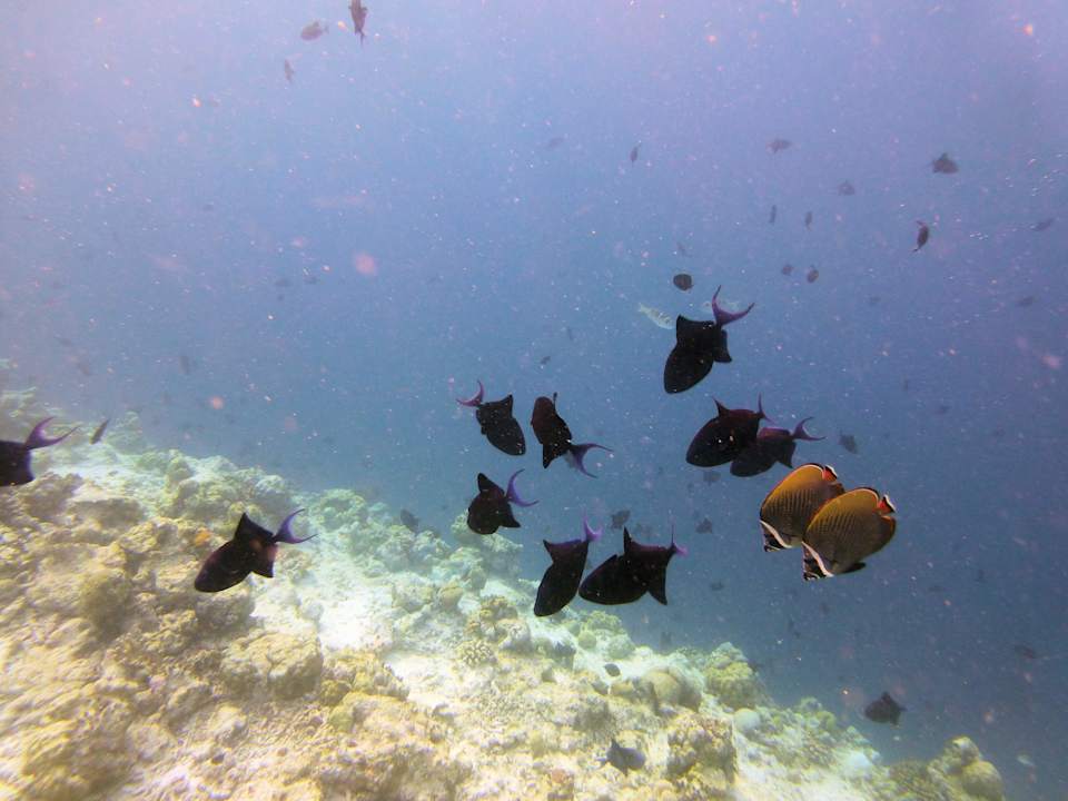 Snorkling NH Collection Maldives Reethi Resort