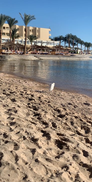 Strand Pickalbatros Palace Resort
