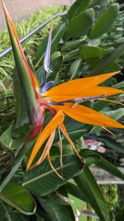 Gartenanlage TRH Taoro Garden