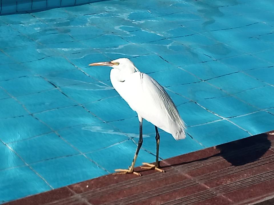 Pool Pharaoh Azur Resort