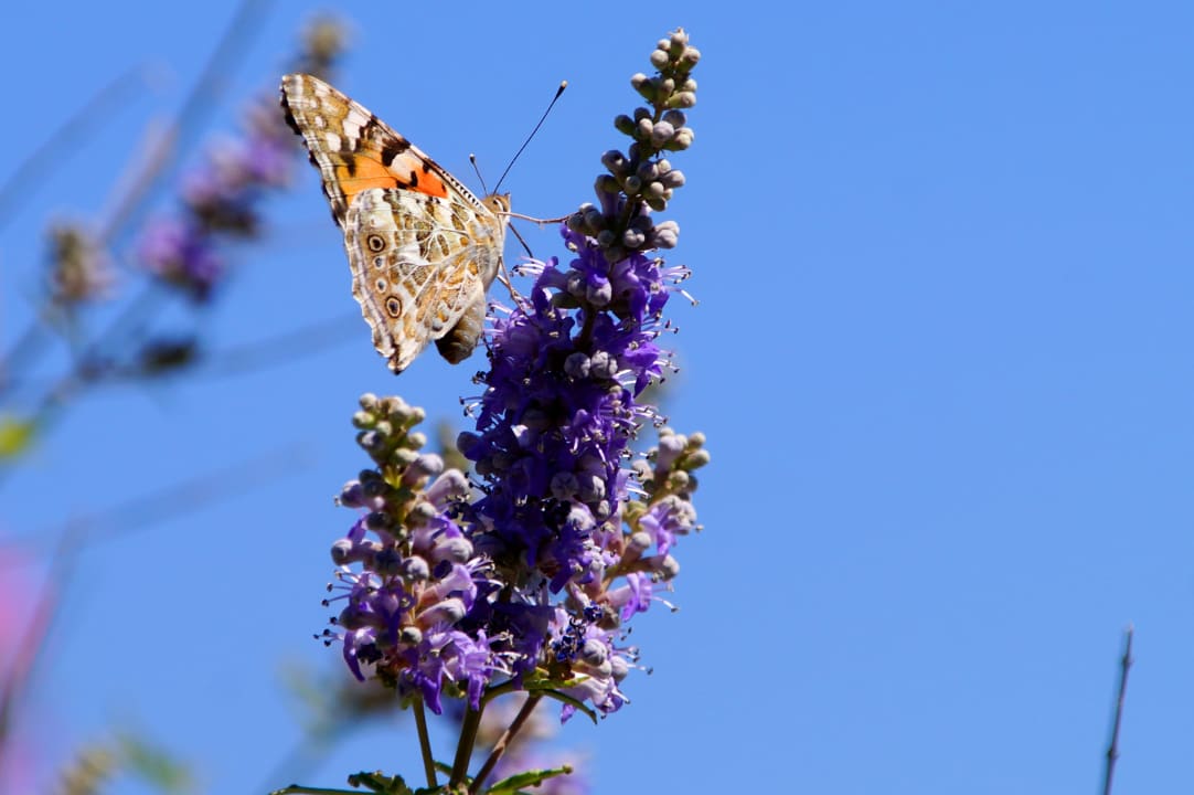 Gartenanlage Lindos Mare, Seaside Hotel