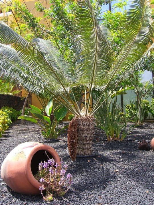 Gartenanlage Occidental Jandía Playa