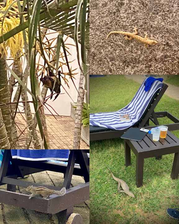Gartenanlage Tangerine Beach Hotel