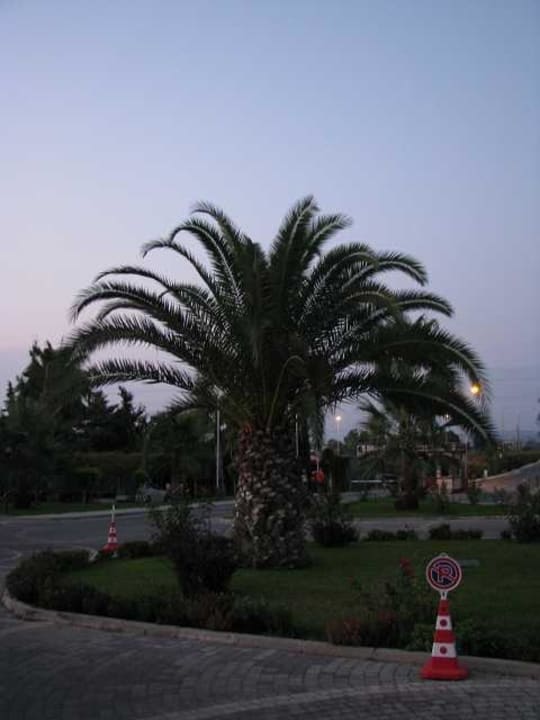 Bepflanzung Ali Bey Club