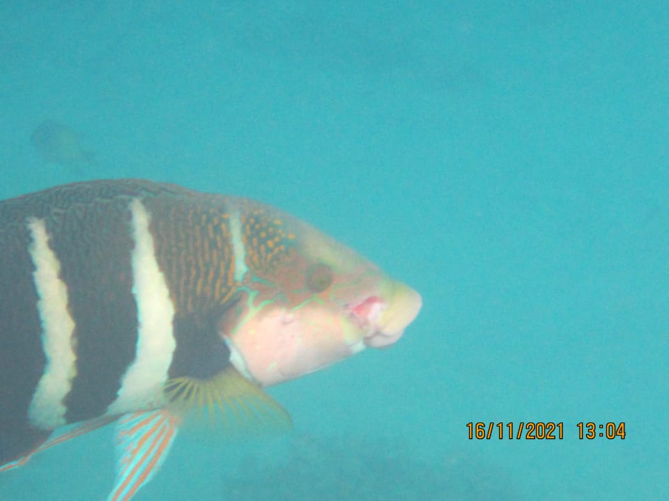 Sport & Freizeit Cleopatra Luxury Resort Makadi Bay