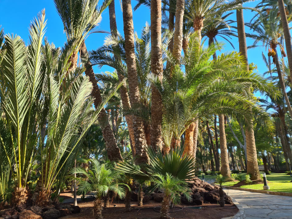 Gartenanlage Hotel Riu Palace Oasis