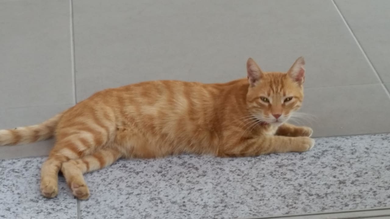 Hauskatze  Hotel Rebin Beach