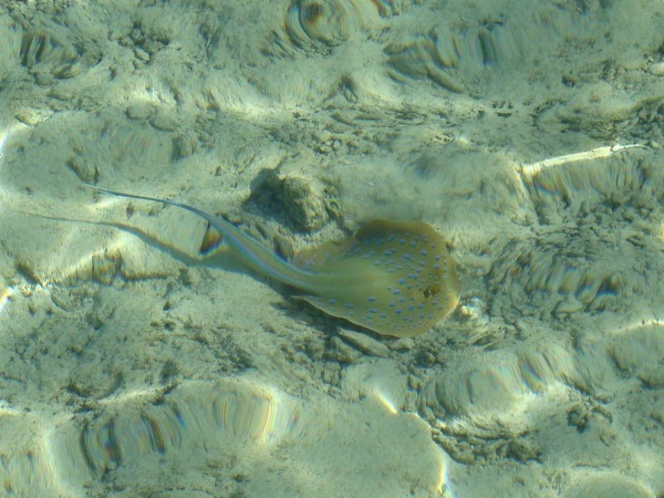 Blaupunktrochen TUI MAGIC LIFE Kalawy