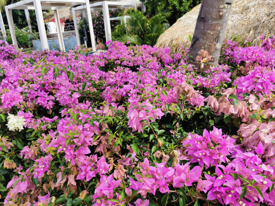 Gartenanlage Hotel Viva Dominicus Palace by Wyndham-All Inclusive Resort