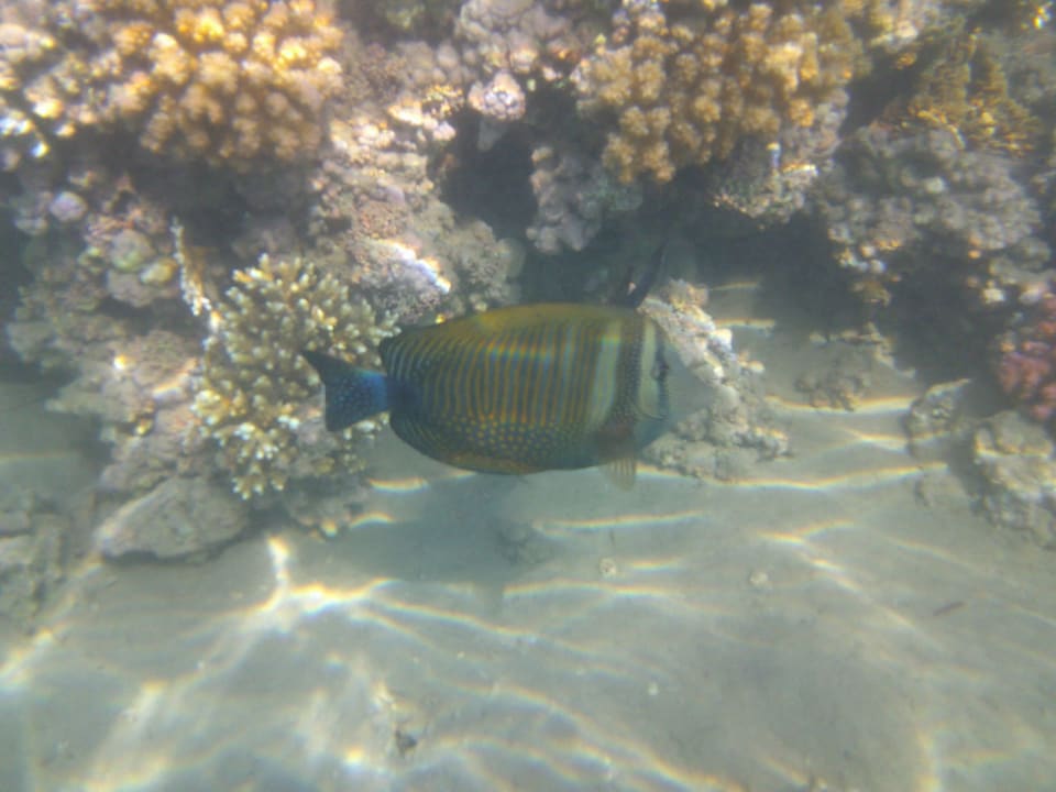 Strand Cleopatra Luxury Resort Makadi Bay