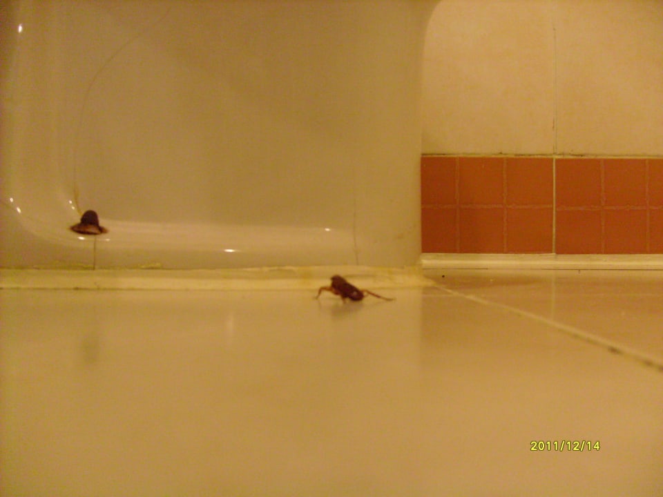 Ungeziefer Shams Safaga Resort