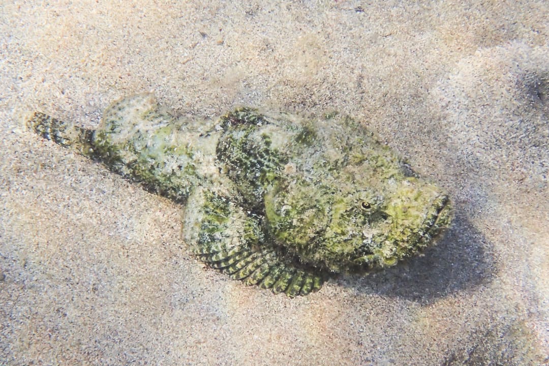 Sport & Freizeit Steigenberger Coraya Beach - Adults only