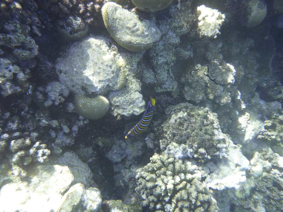 Sonstiges Sentido Reef Oasis Suakin