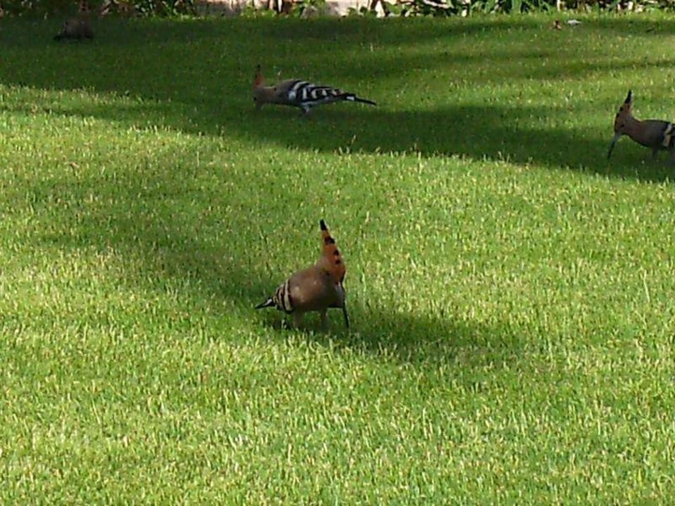 Vögel am "Privatpool" Hotel Sea Club Stella Di Mare