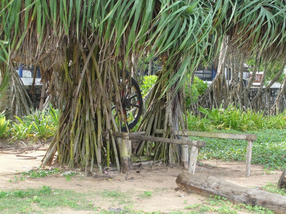 Palmen am Strand Thaala Bentota