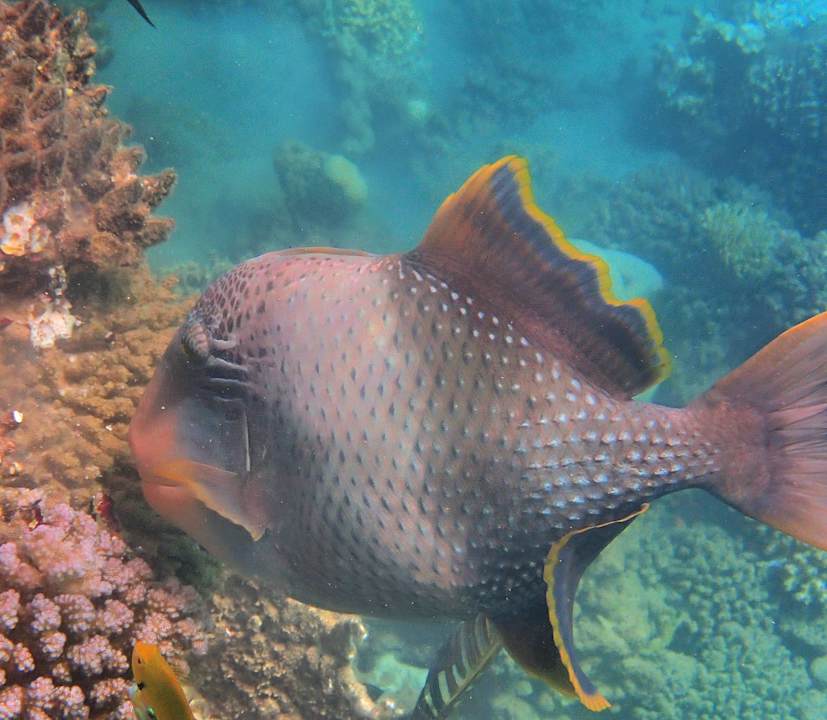 Sonstiges Shams Alam Beach Resort