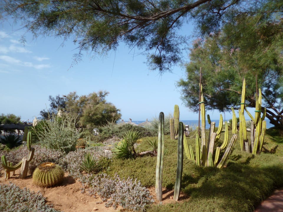 Der Kakteengarten Bikini Island & Mountain Hotel Es Trenc