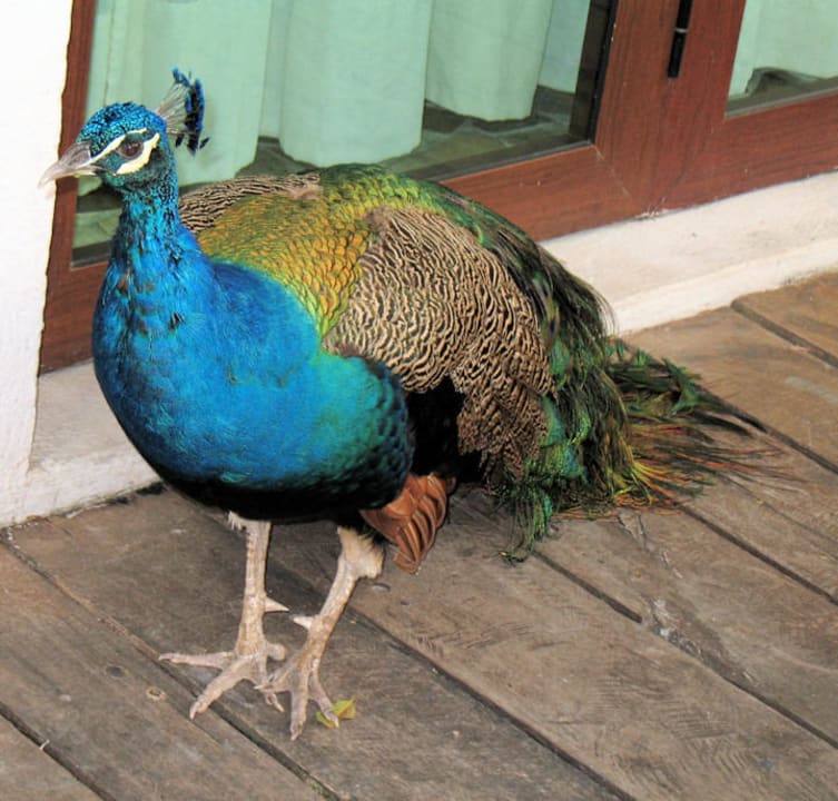 Pfau Iberostar Waves Cozumel